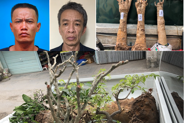 Công an quận Lê Chân: Bắt nhóm đối tượng chuyên trộm cắp cây cảnh